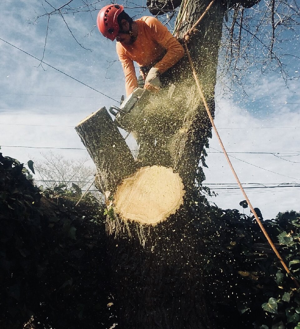 San Jose Yard Clean Up 1