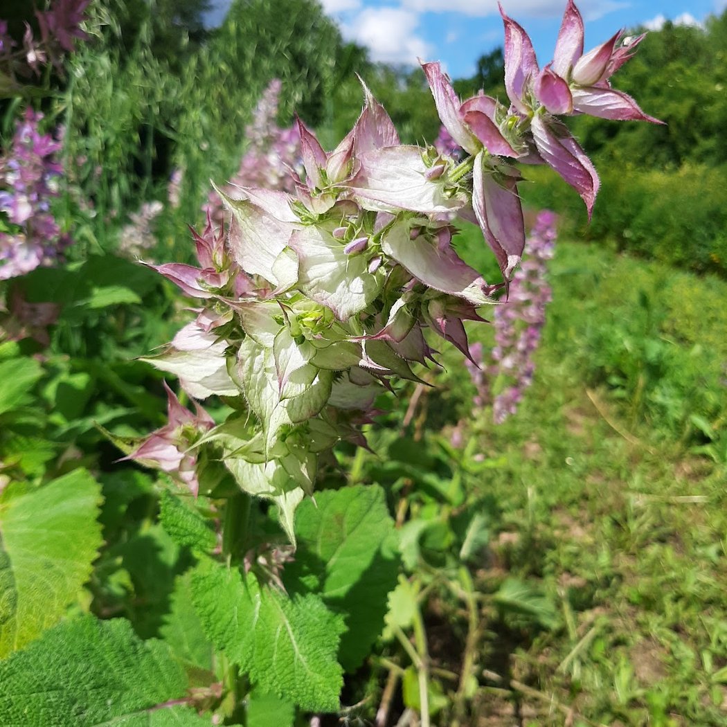 Balades botaniques et ateliers de création de cosmétiques naturels 1