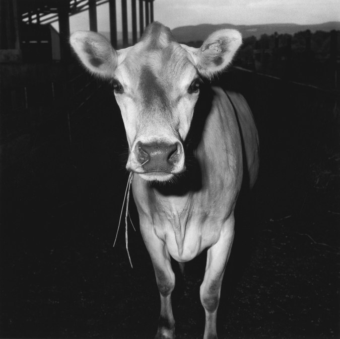 Deep Dive – Peter Hujar: The Gracie Mansion Show Revisited 1