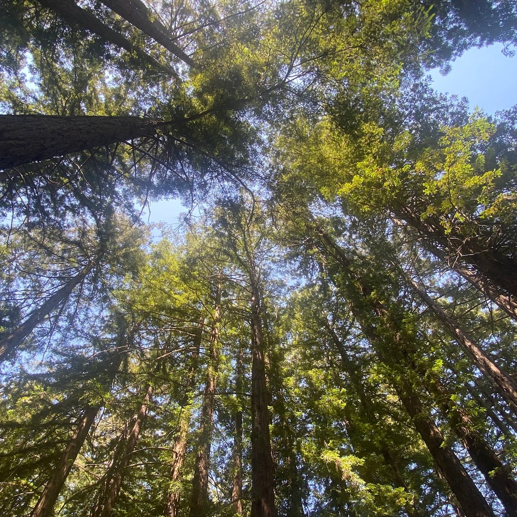 Oakland Redwoods 1
