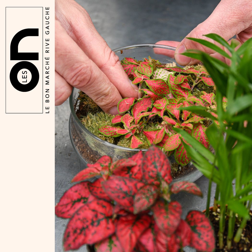 Conception d’un terrarium avec Les Fermes de Gally 1