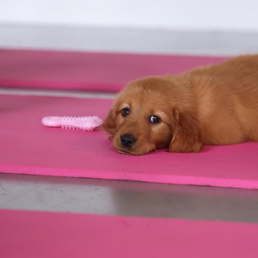Golden Retriever Puppy Yoga 3