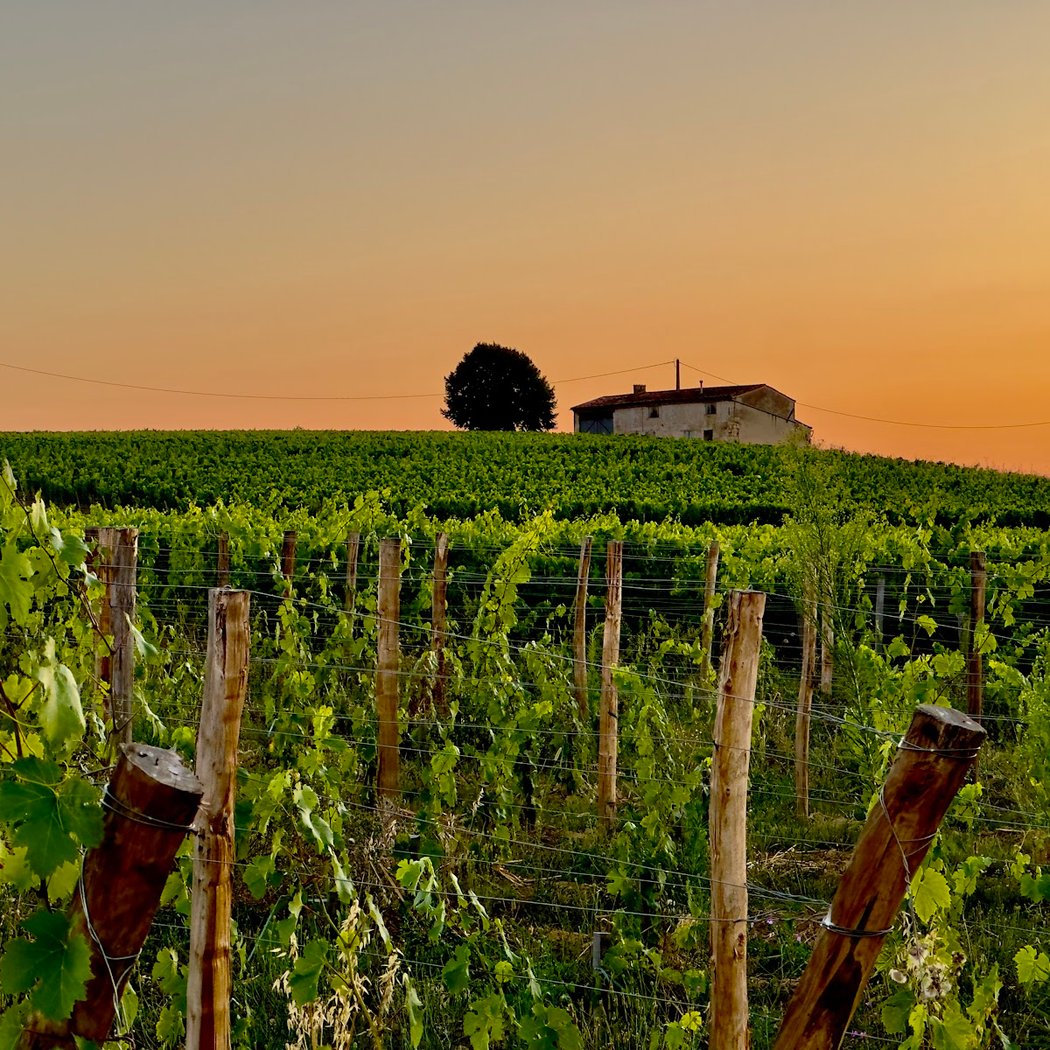 Bordeaux Wine Trails 3