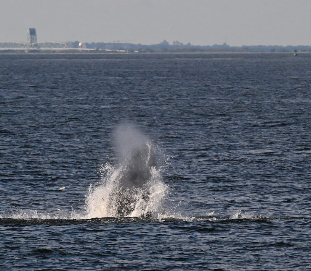 Whale Watching Cruise 2