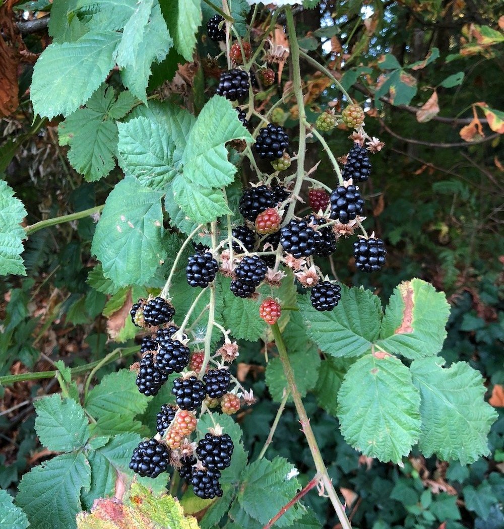 Berry Walk 2