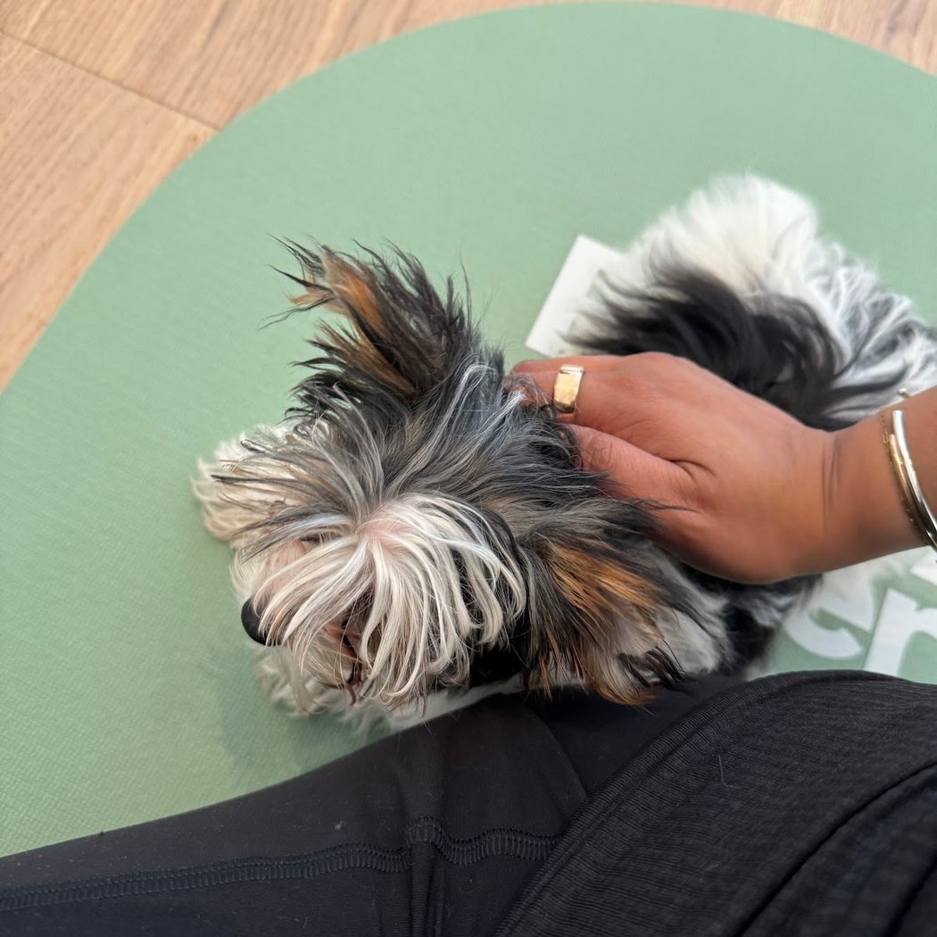 Puppy Sphere | Puppy Yoga (San Francisco) 2