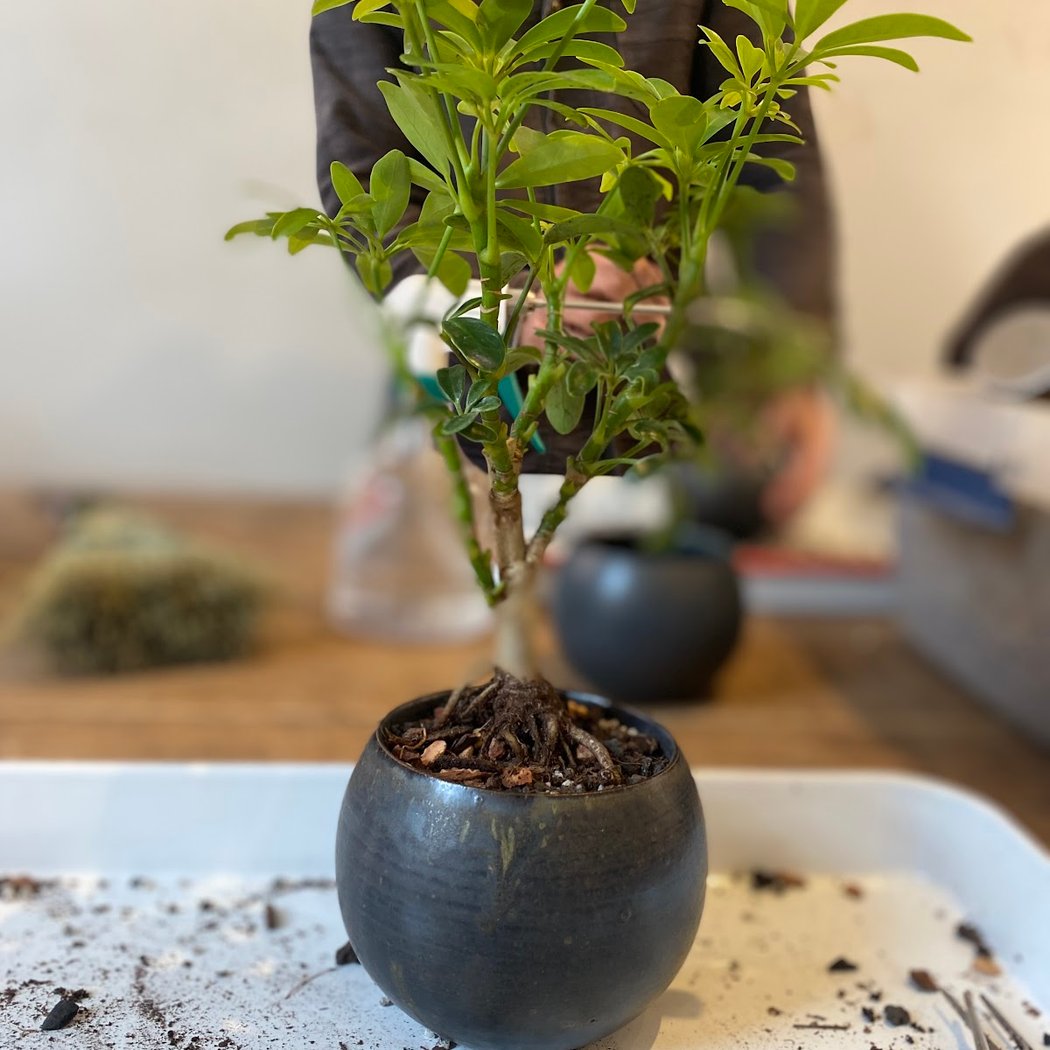 BYOBonsai Pruning and Wiring Class 2