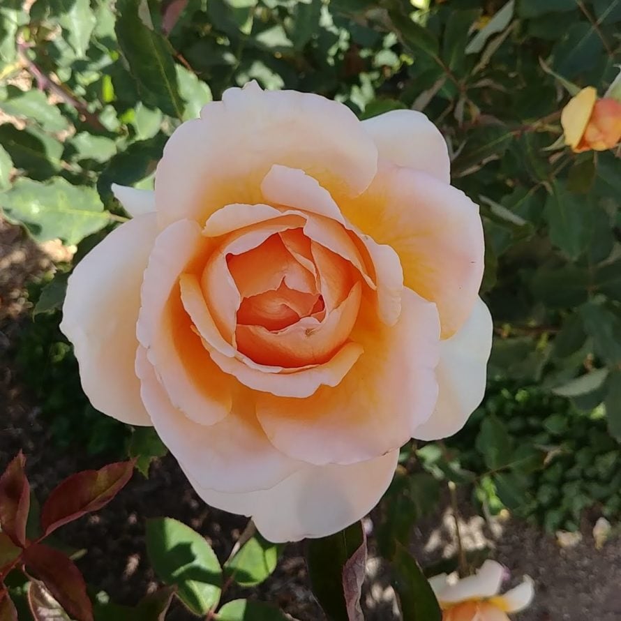 Rose Pruning 1