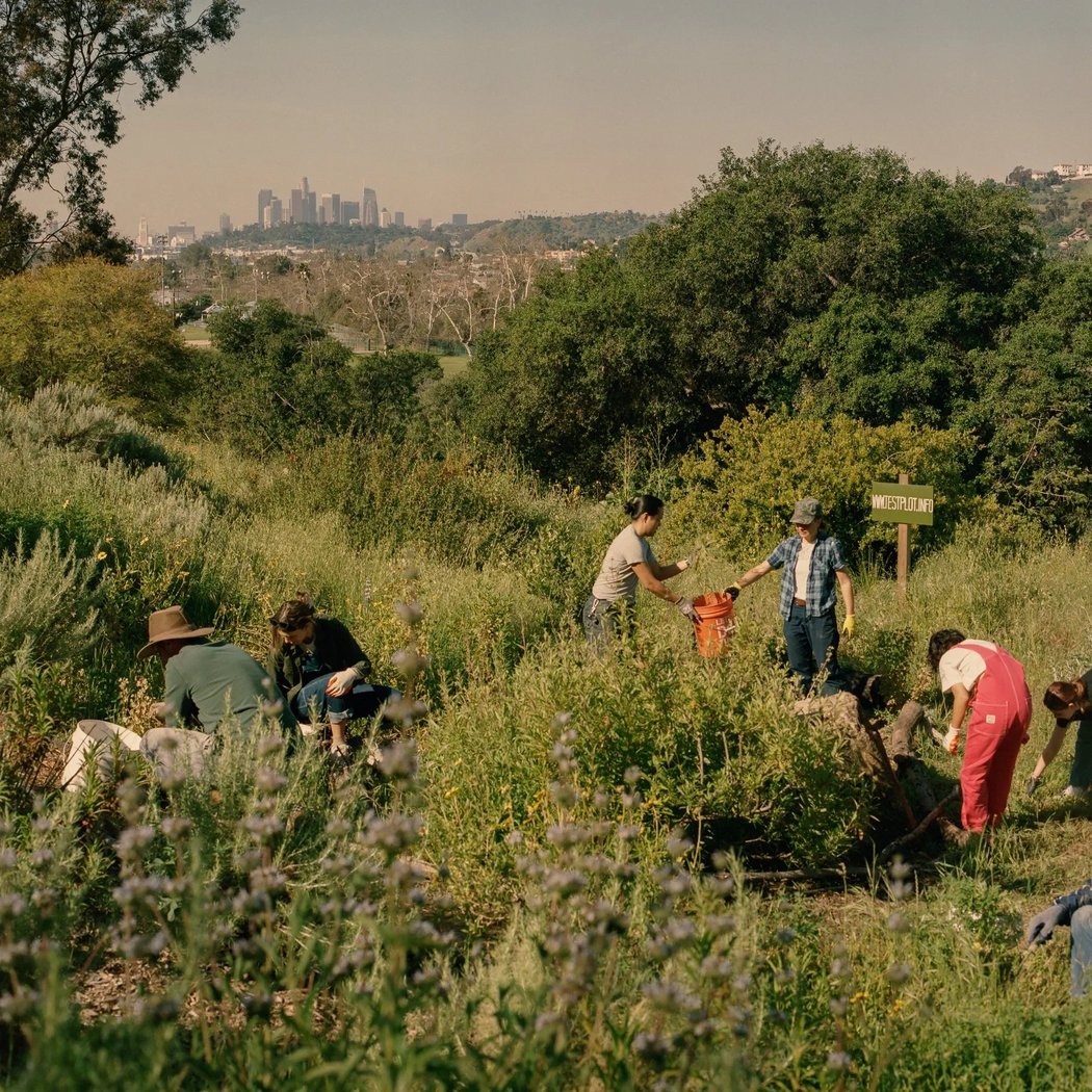 Native Plant Gardening at Debs Test Plot 4