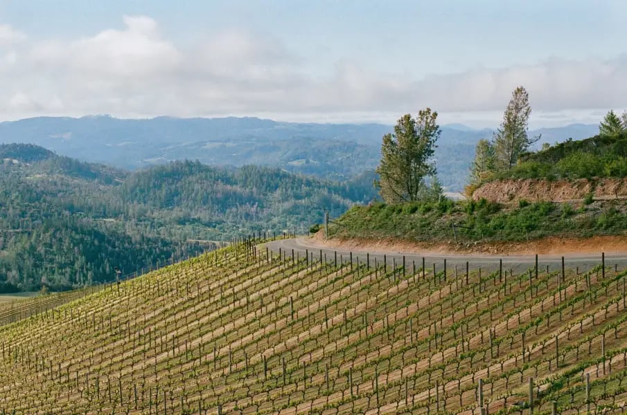 Peter Michael Winery x DCK Chef Shane McAnelly Collaborative Dinner 2