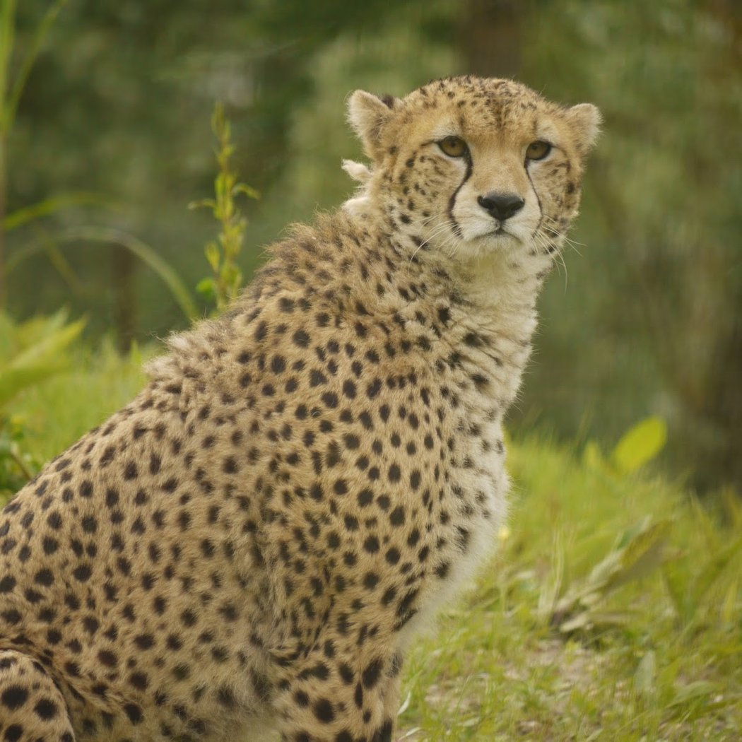 Biotropica, animal gardens 2