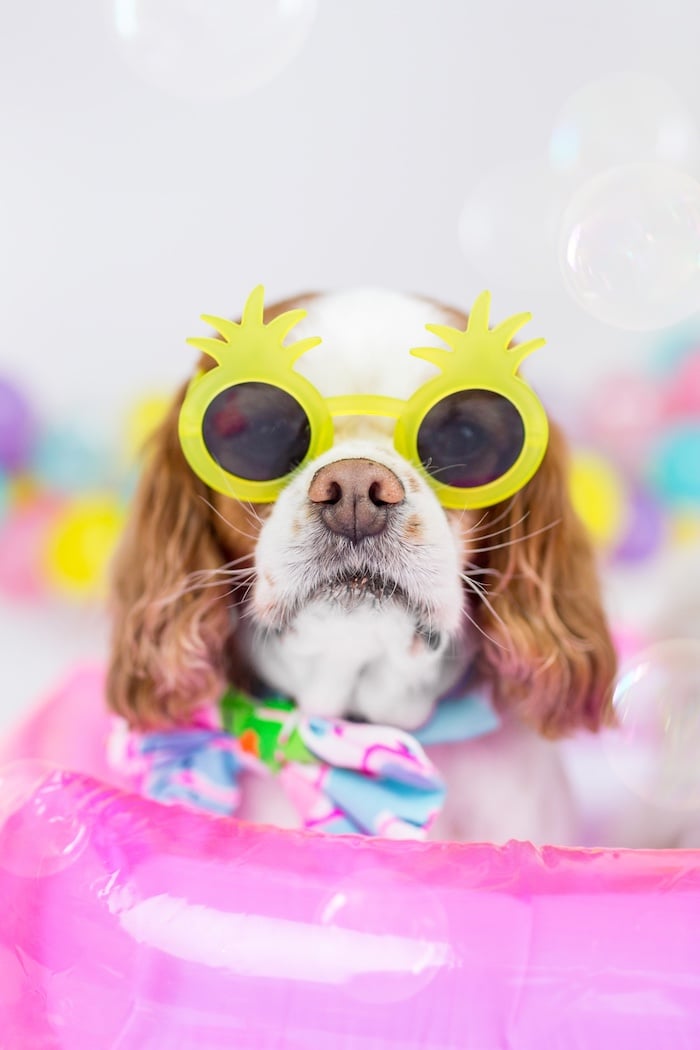 Summer Luau Pawty 1