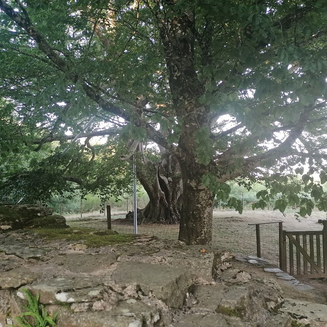 Hêtre de Saint Jammes, plus bel arbre de France 2019 3