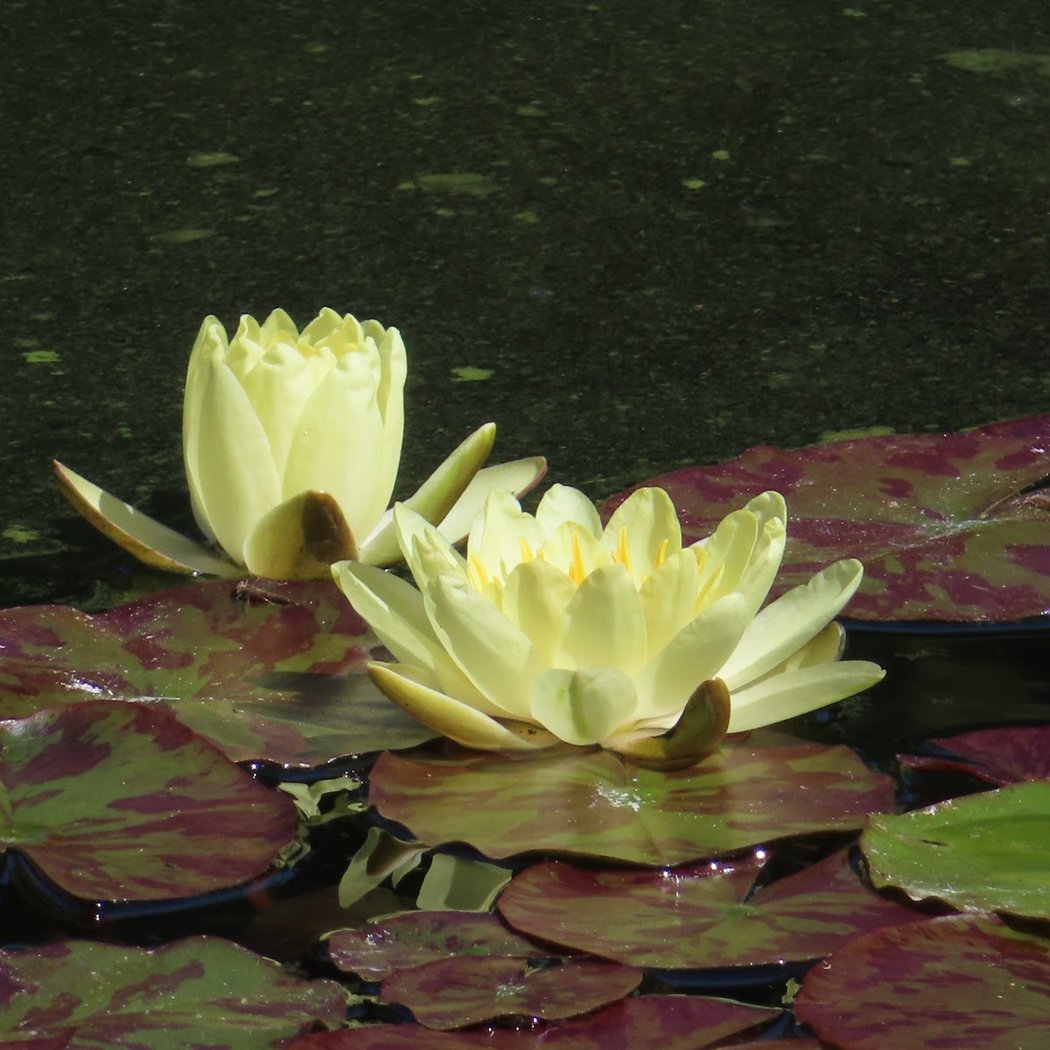 Lily Pond 1