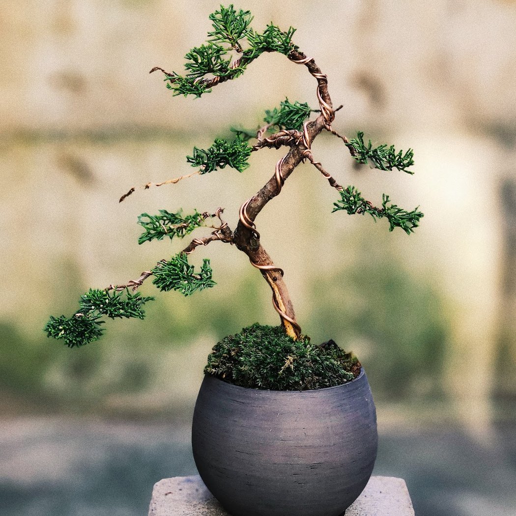 Bonsai Shop by Dandy Farmer 1