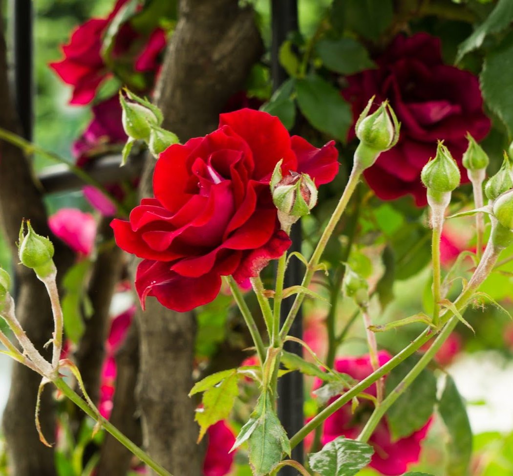 Jardin et Couleurs 1
