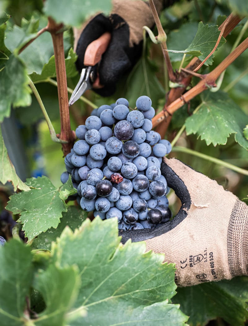 Domaine Dalméran 1