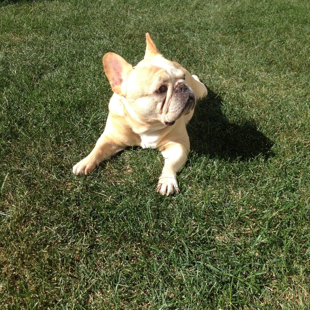 PawsOnPark 3