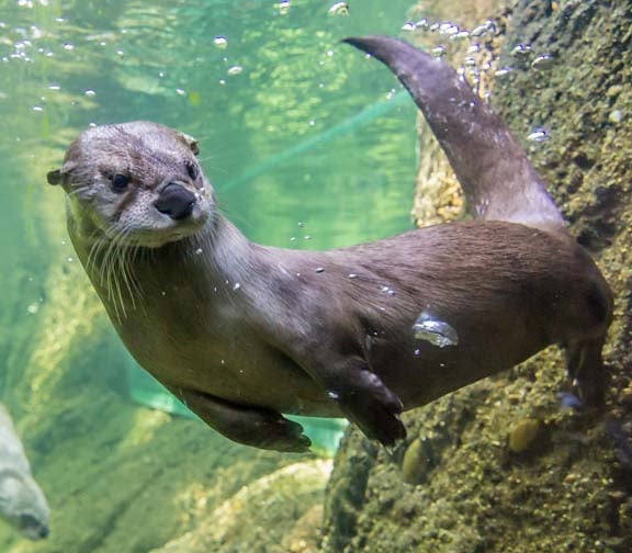 Animals in Action 1