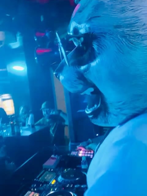 The Suit and Panda Live 2