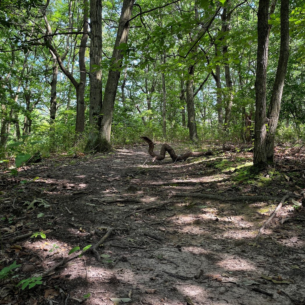 Birding: Raptors 3