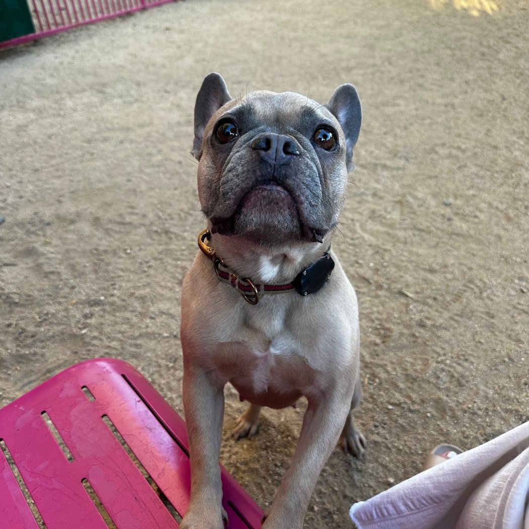 Grand Park- Dog Park 1