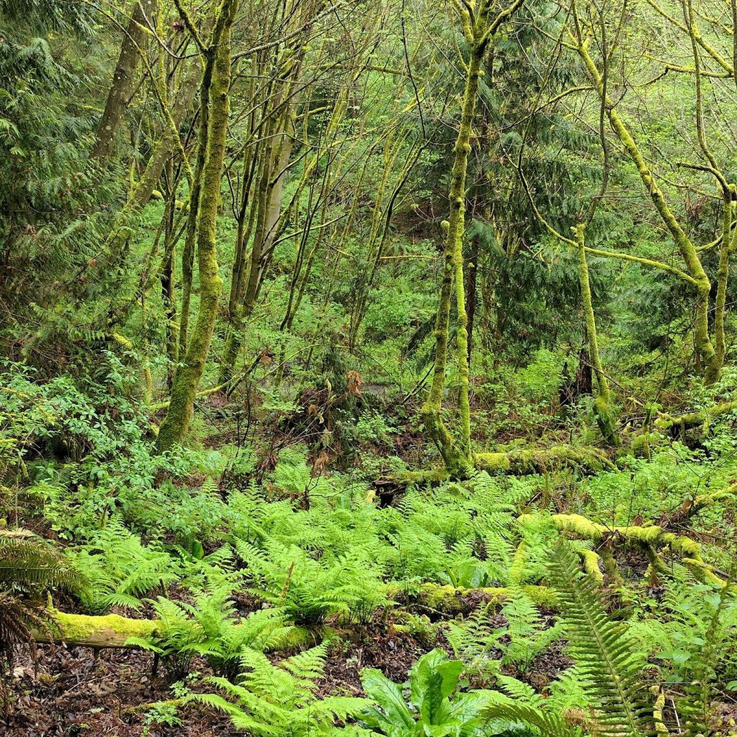 Restoration work party at Schmitz Preserve Park 4