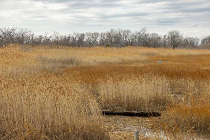 Four Sparrow Marsh 1