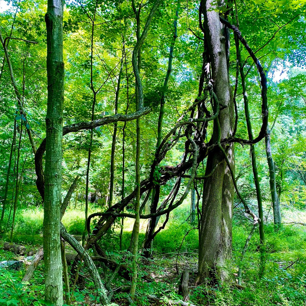 Highlands Preserve 2