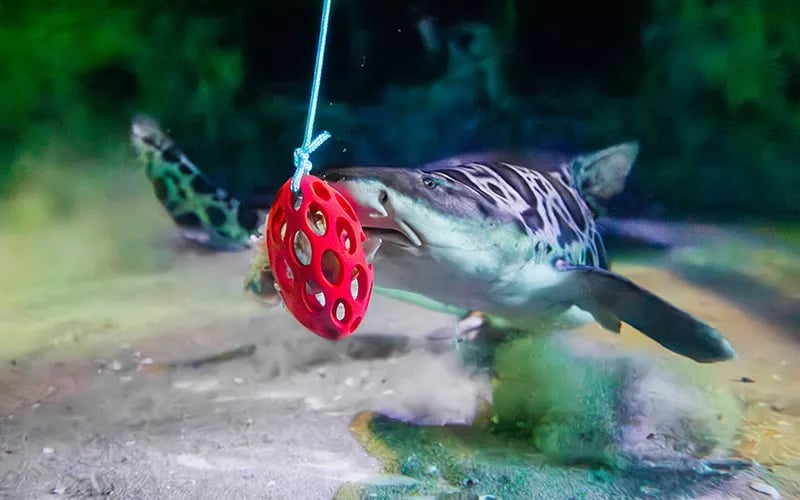 Sharks and Rays Feeding
