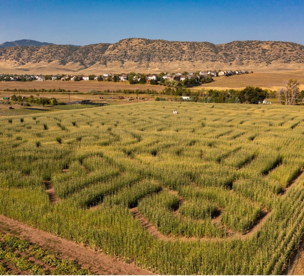 Corn Maze at Chatfield Farms 1