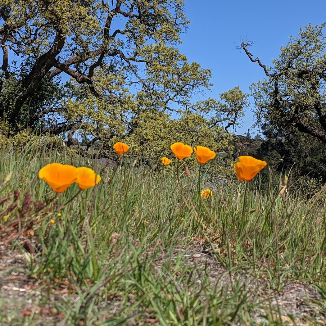 Wild About Wildflowers Naturalist Walk 1