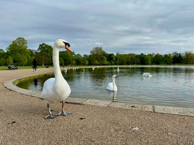 Kensington Gardens 4