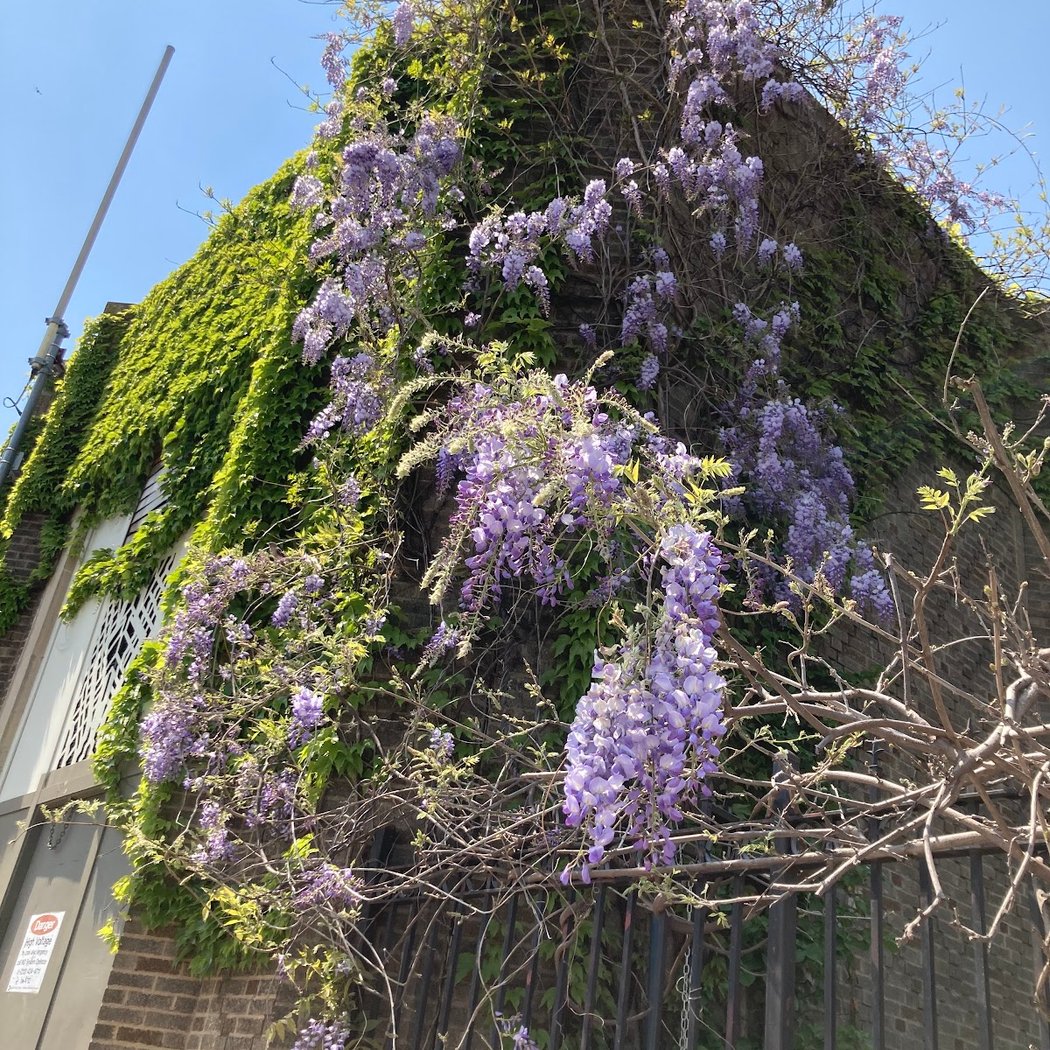 The Transit Garden 1