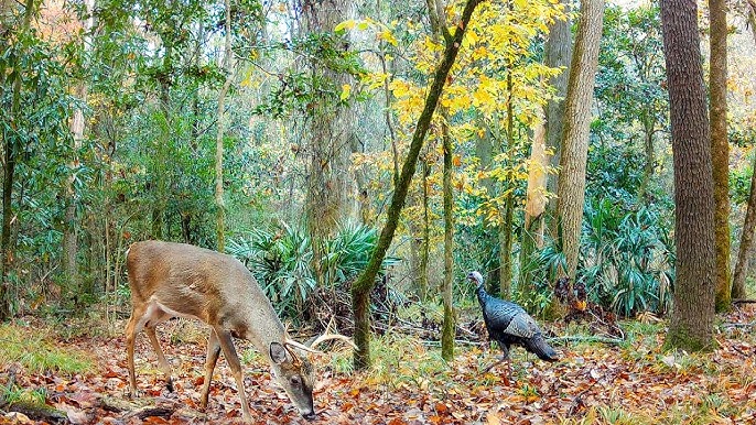Trail Cam Demo 5