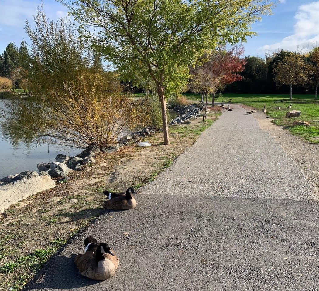 Hellyer County Park 3