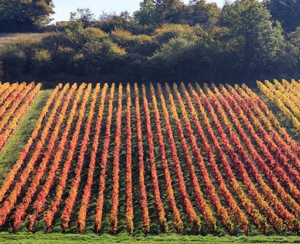 Atelier-dégustation : 4 domaines bourguignons prestigieux millésime 2023 2