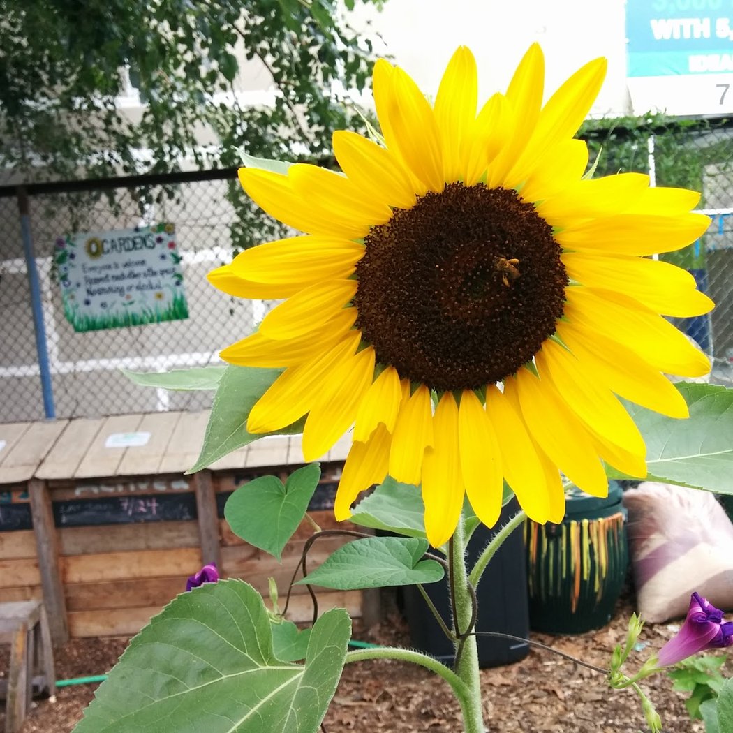 Q Gardens Community Farm 1