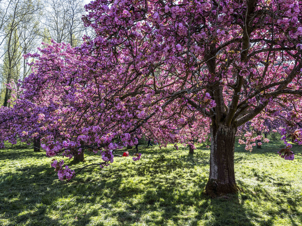 Visite guidée Hanami 1