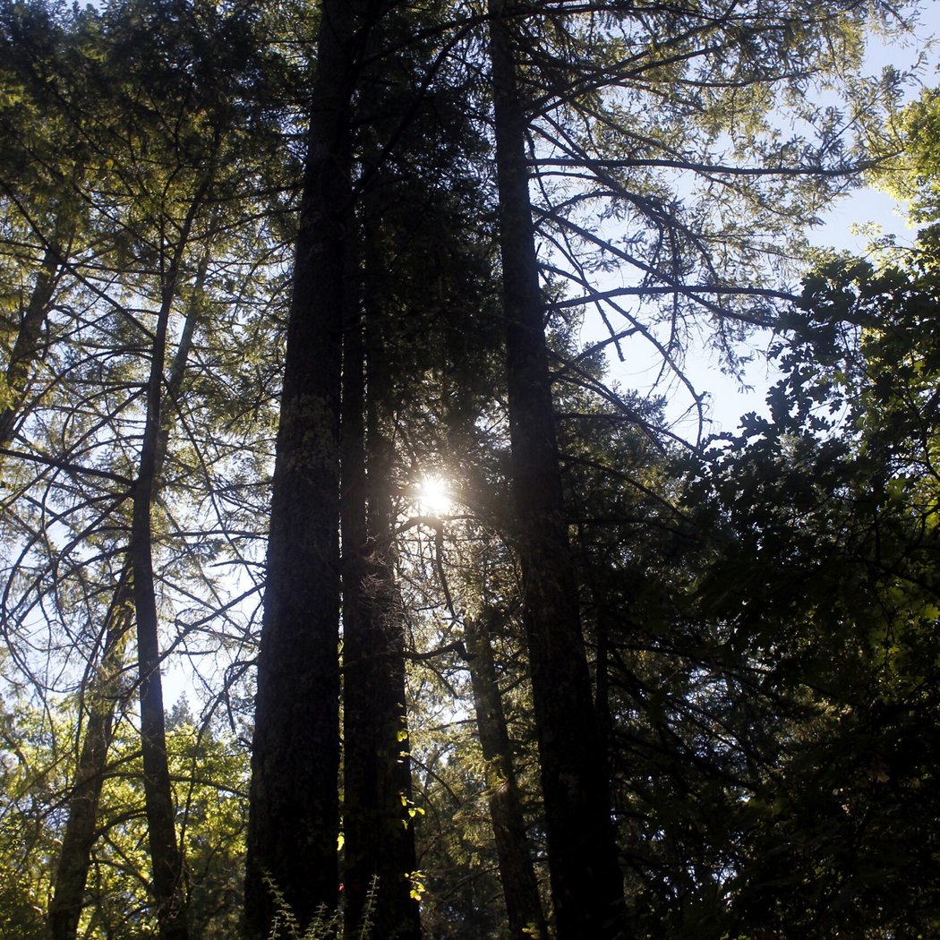 Pacific Union College Forest trailhead 2