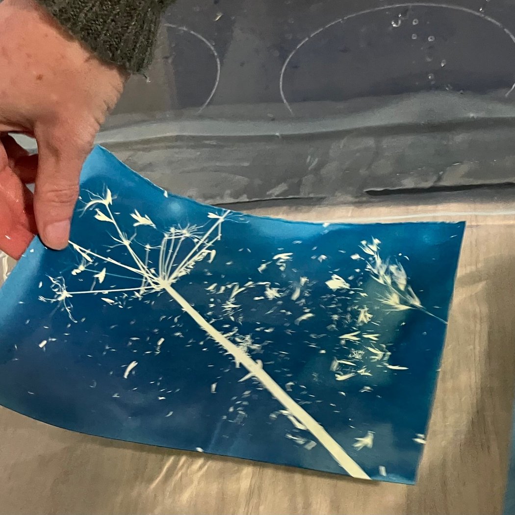 Spécial Anniversaire de La Chouette & Fête de la Nature Atelier découverte CYANOTYPE 1