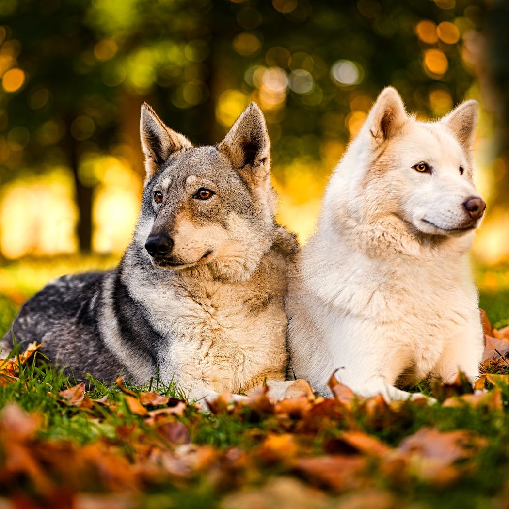 L’ACADÉMIE DES CHIENS - Éducateur comportementaliste canin. 2