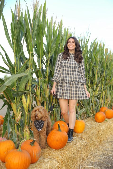 Cool Patch Pumpkins 2