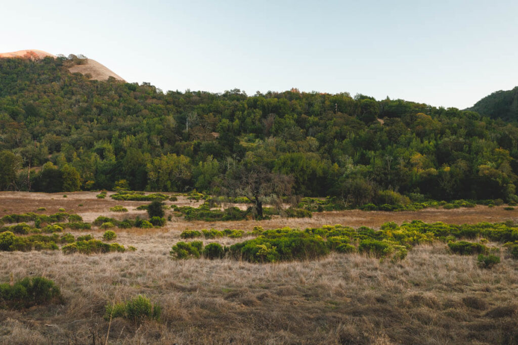 Meadow Vista Trail 2