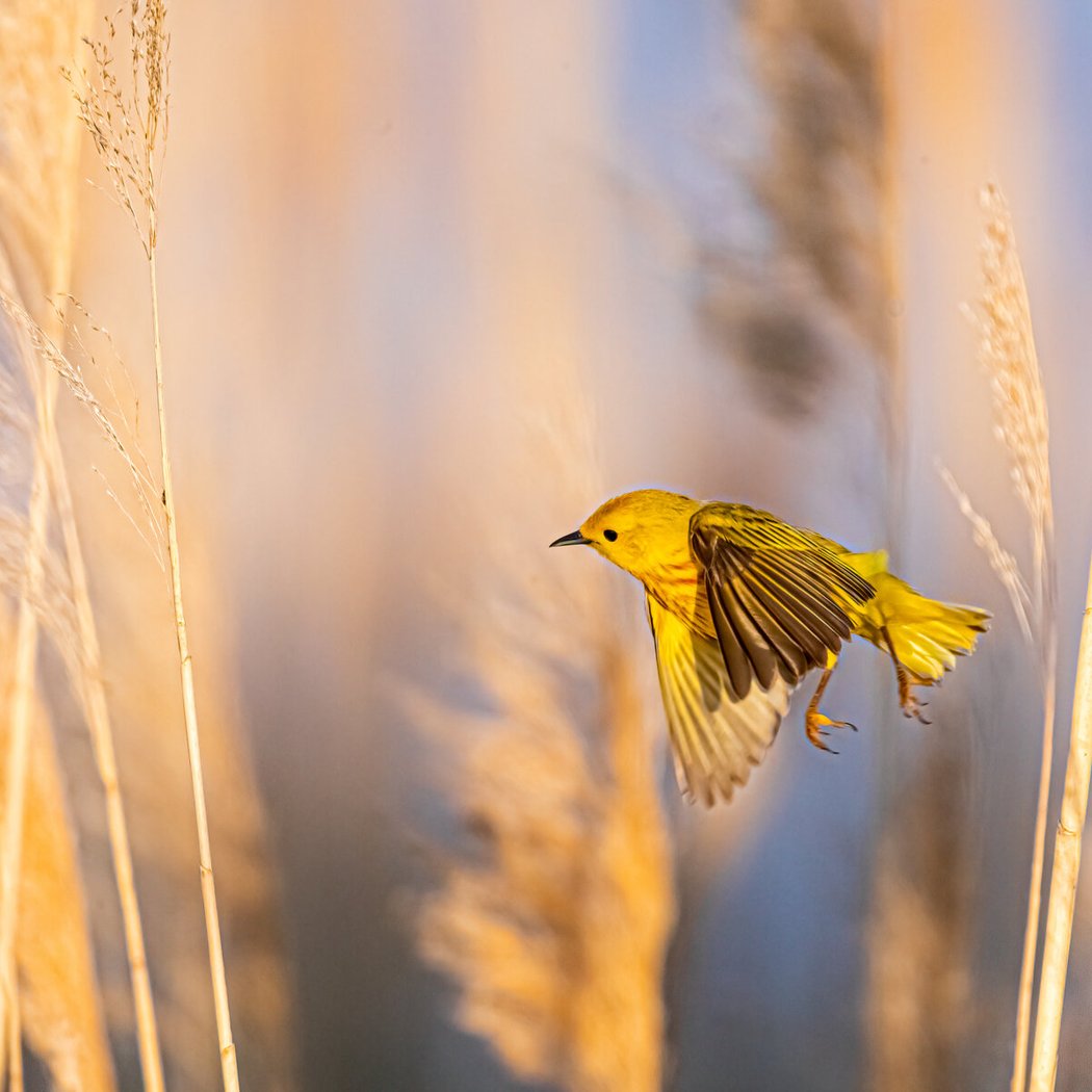 Early Bird Walk