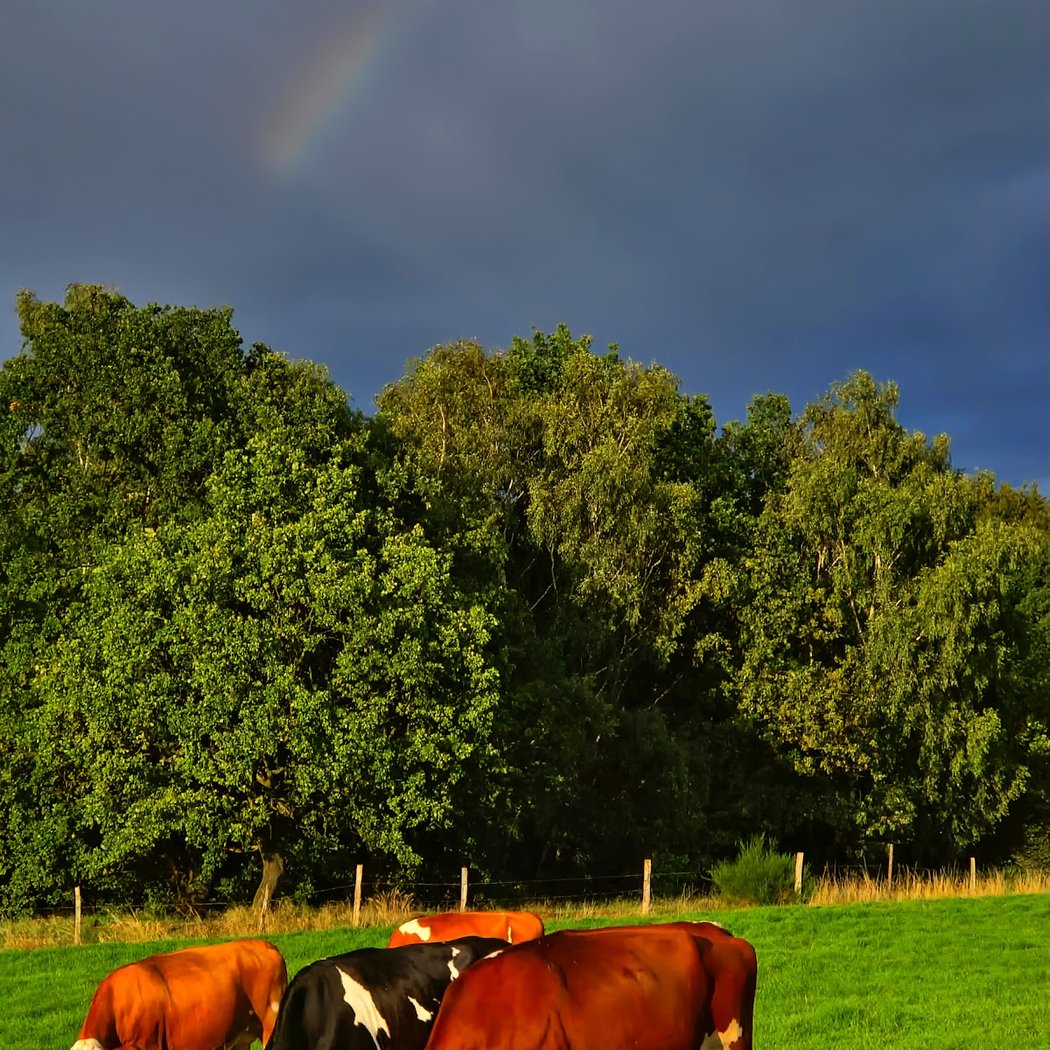 Biolles the Farm 3