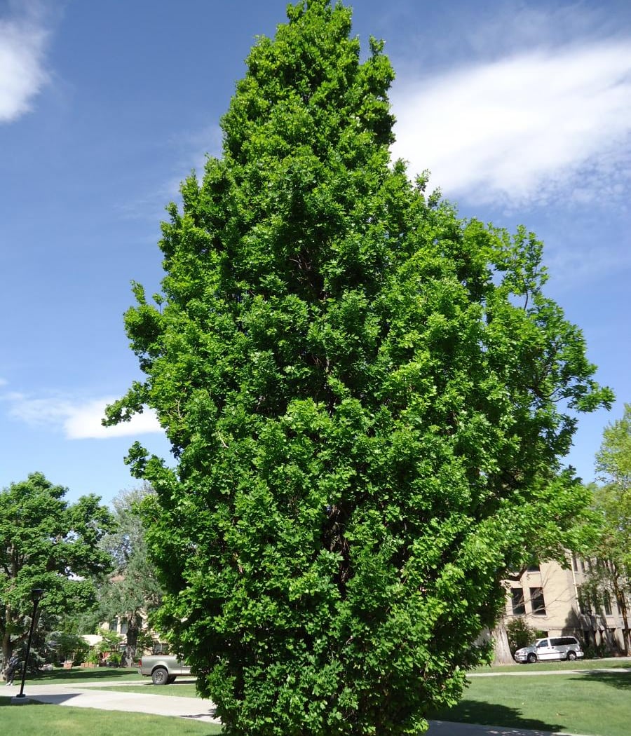 Tree Tour 1