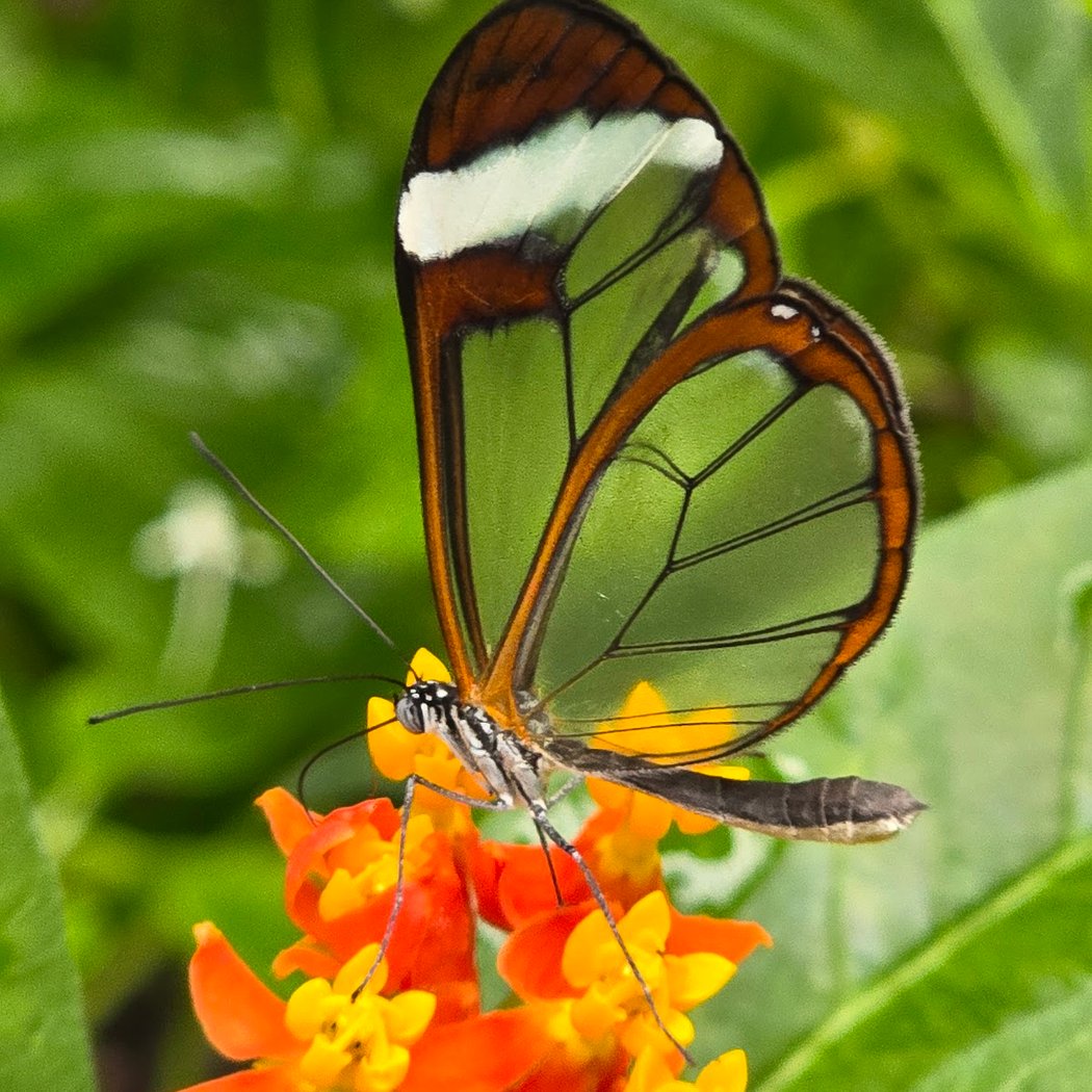 The Butterfly Place 1