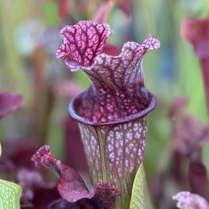 Sarracenia Plant Workshop 1