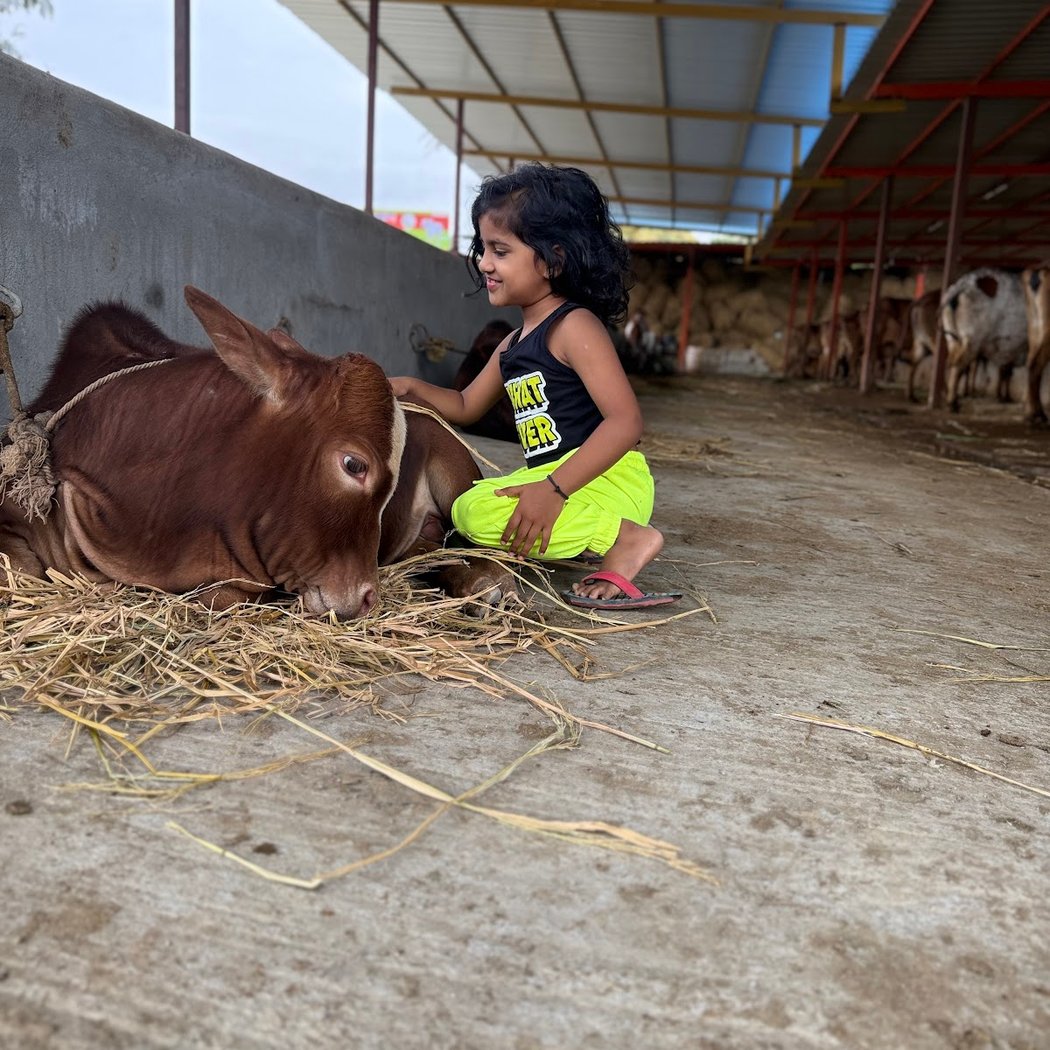 Gau Shakti Detox Experience – Emotional Reset Edition 2